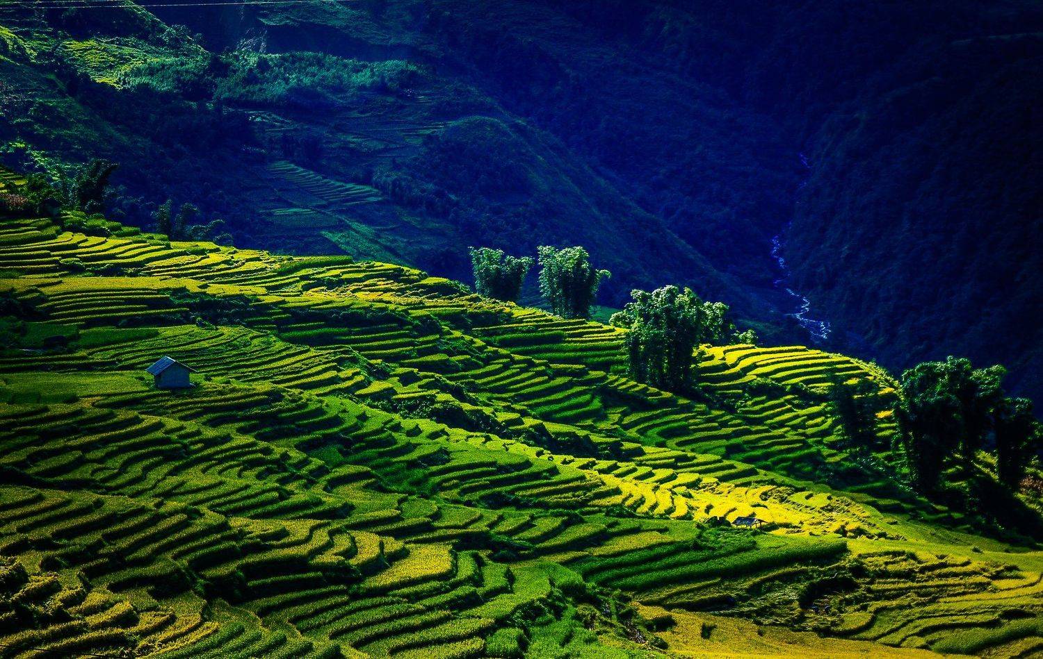 Dawn, Field, House, Lao Cai, Light, Mountains, Northwest of Vietnam, Rice, South east asia, Sun, Sunlight, Sunrise, Sunset, Tree, Vietnam, Y Ty, Nguyen Trung Duc