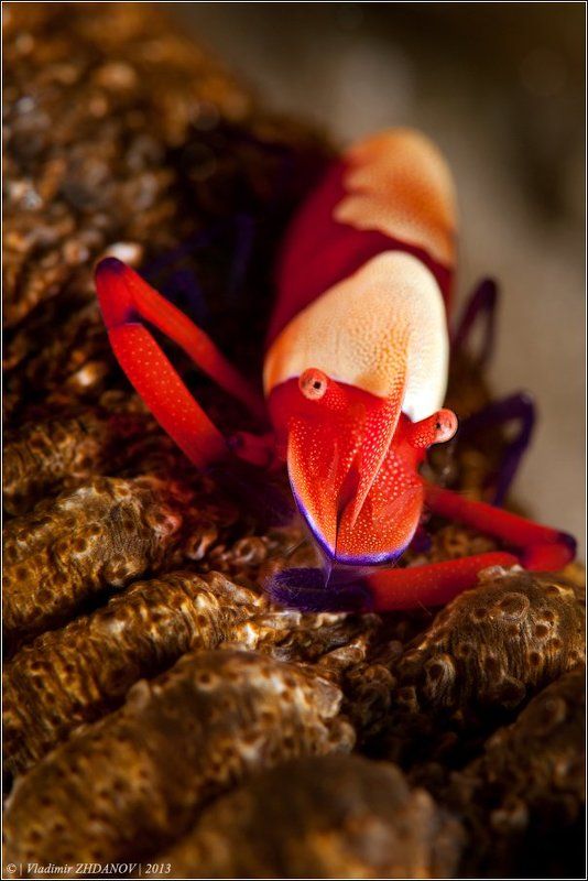 Императорская креветка фото превью