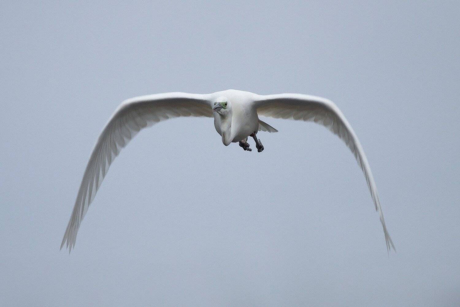 Canon 400 5.6, Canon 50d, Heron, Poland, Sokol, Łukasz Sok&oacute;ł