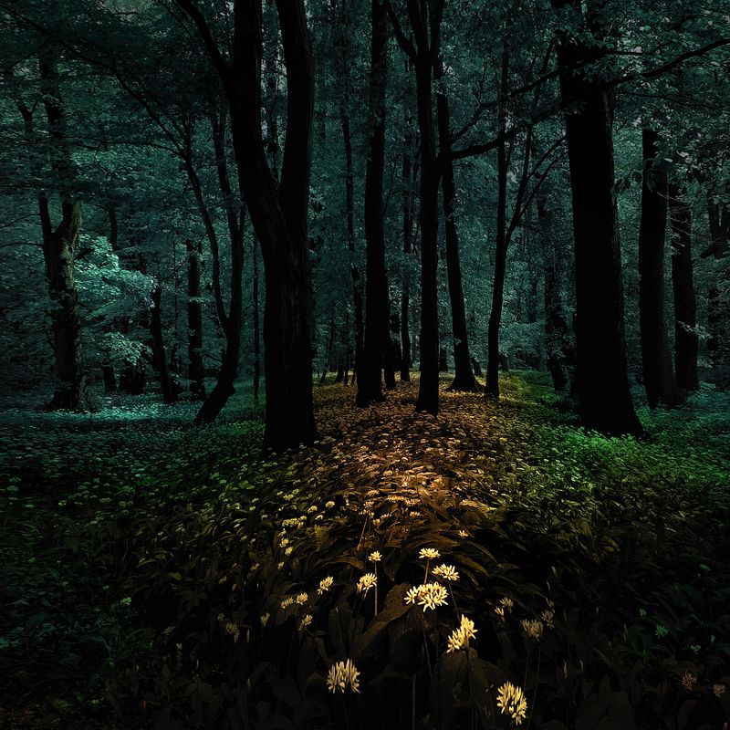 Forest of wishes фото превью