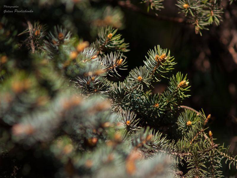 апрель, весна, городской ландшафт, зелень, ива, клумбы, листва, природа, тюльпаны, цветы, чистотел Молодая природа апреля фото превью