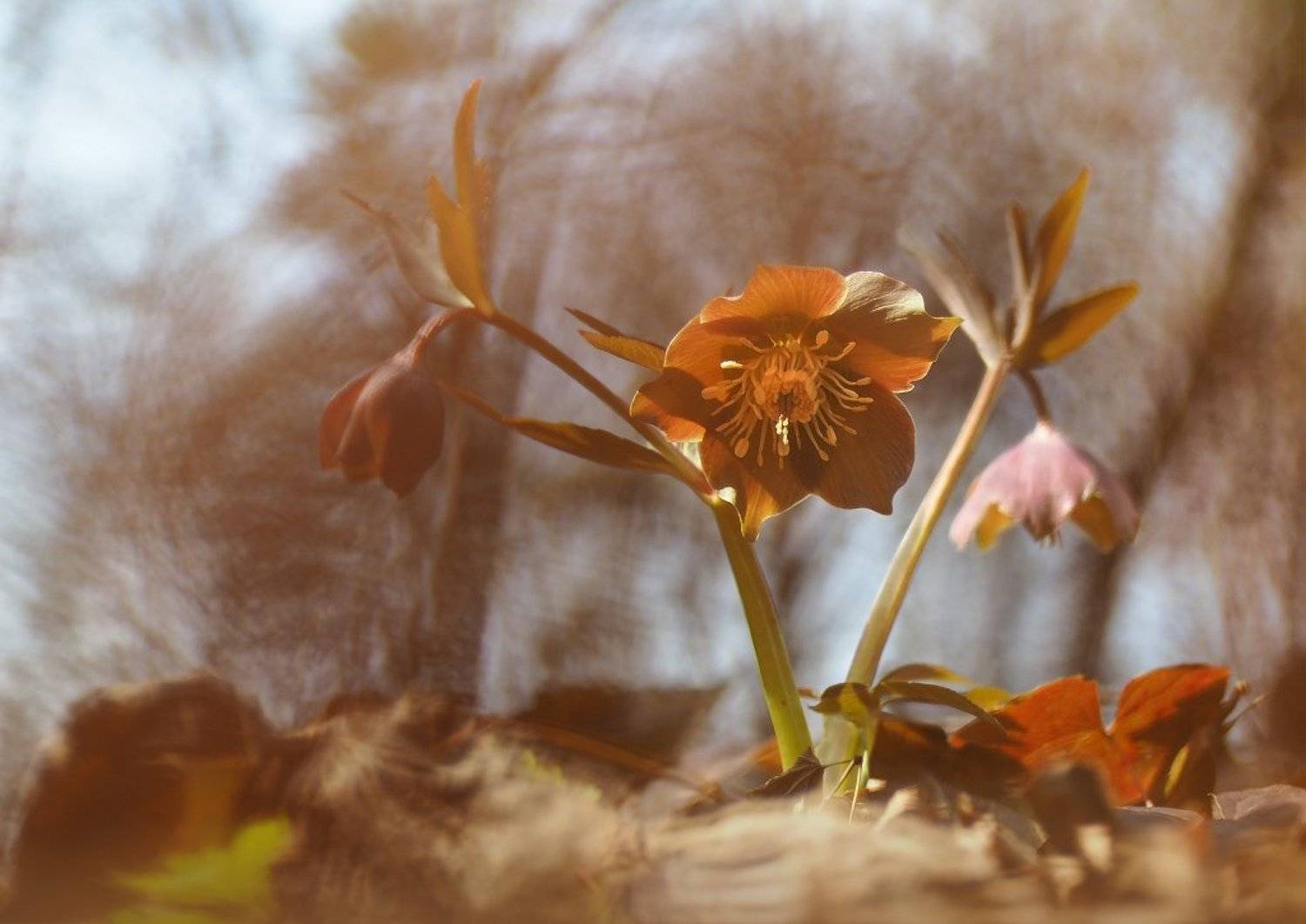 , Валерия Зверева