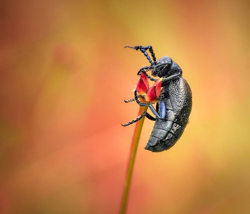 , Pawel Plucinski