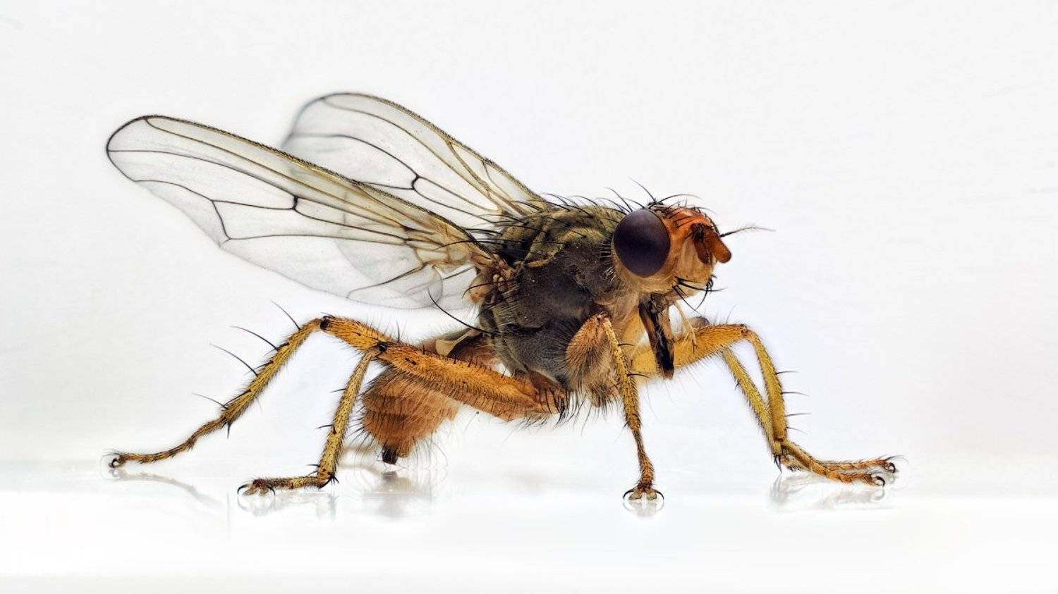 Крылья, Лапы, Муха, Насекомое, Сергей Жуковский