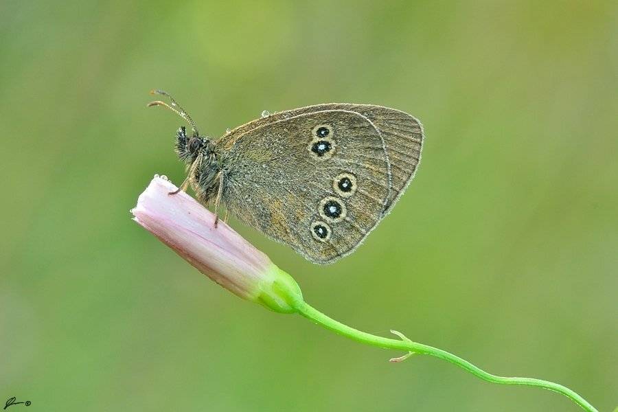 Butterfly, Insect, Macro, Makro, Nature, Mariusz Oparski