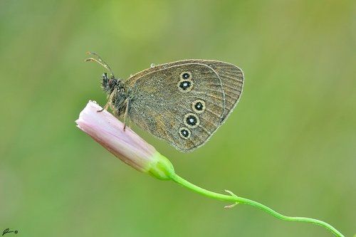 Aphantopus hyperantus