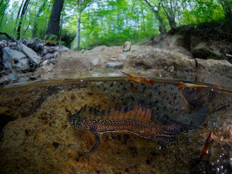 Весна, Икра, Кавказ, Малоазиатский тритон, Размножение Малоазиатский тритон фото превью