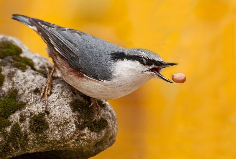 Камень, Поползень, Птица Не спать! фото превью