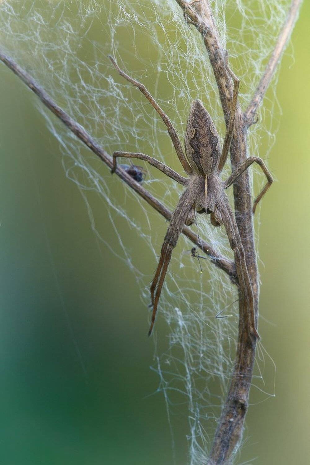 , Кузнецов Дмитрий