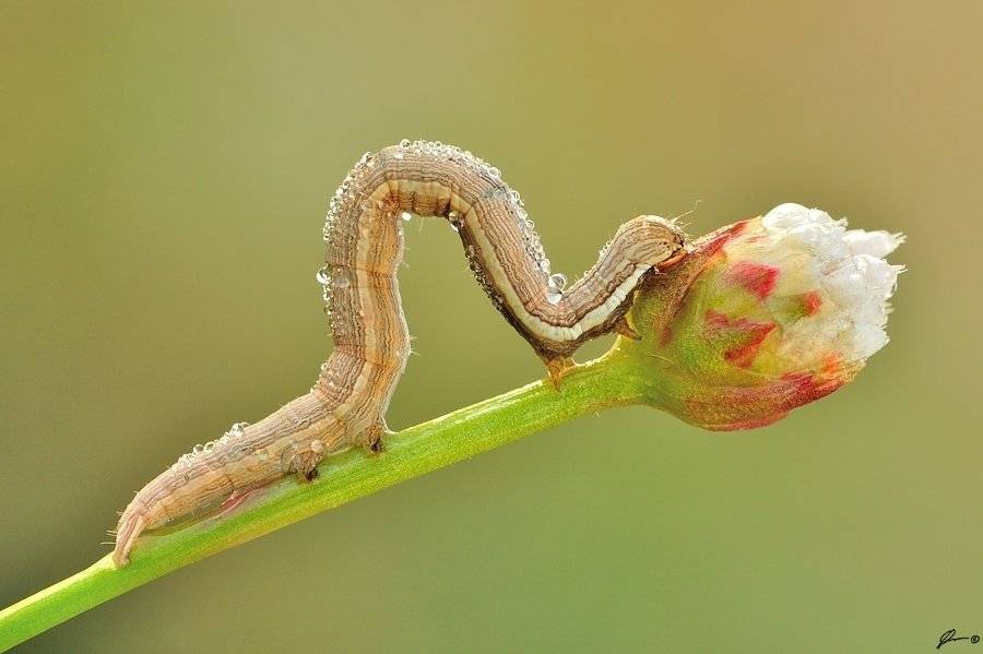 Insect, Macro, Makro, Nature, Mariusz Oparski