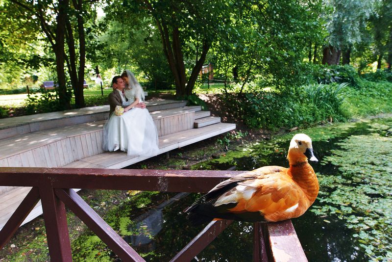 wedding, свадьба 54 фото превью