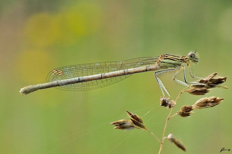 Dragonfly, Insect, Macro, Makro, Nature, Mariusz Oparski