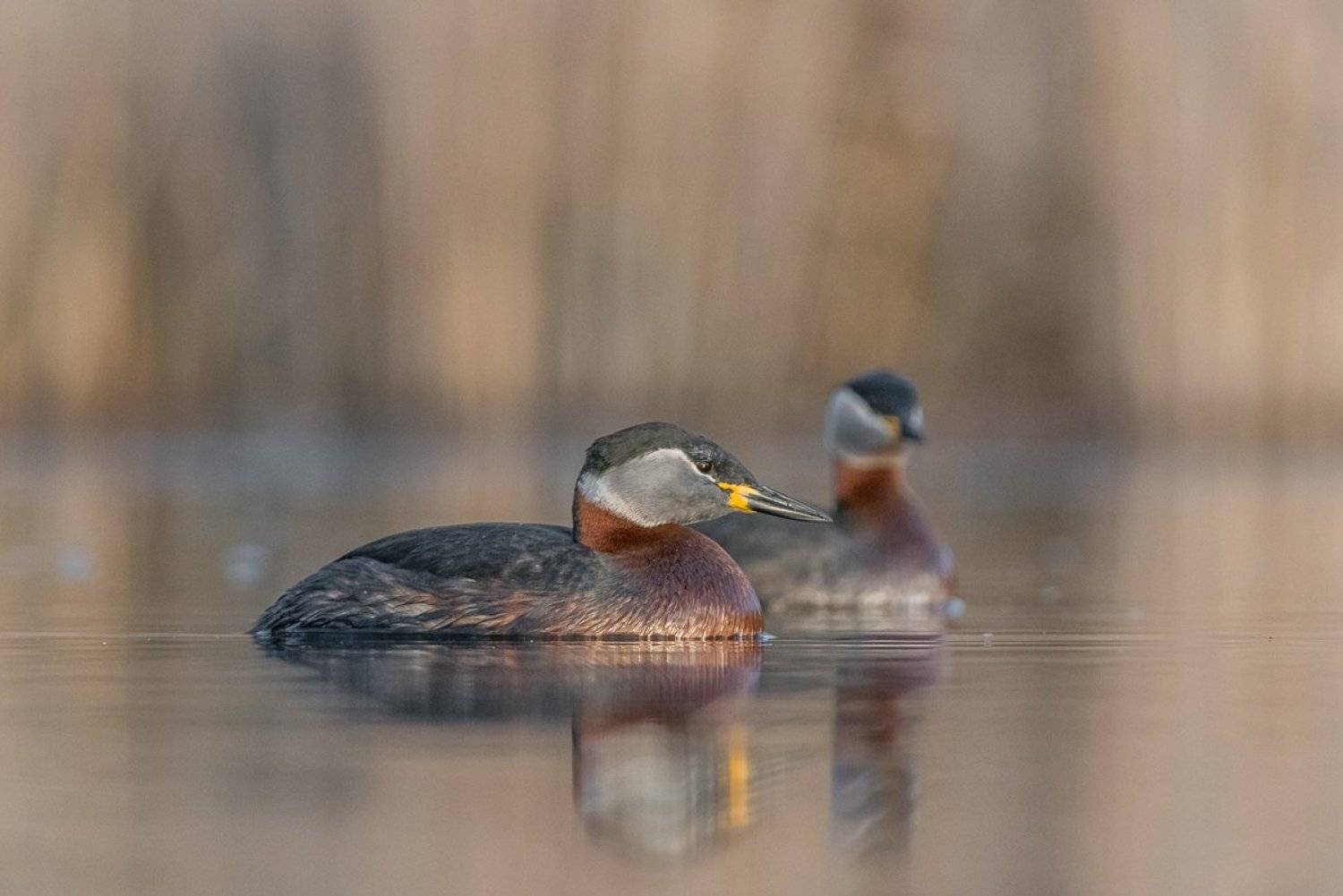 aves, birds, grebes, podiceps, podiceps grisegena, ptaki, red-necked grebe, perkoz rdzawoszyi, Dominik Chrzanowski