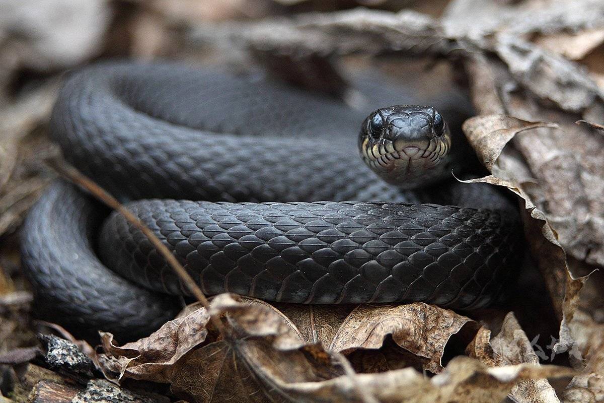 , Шангареев Марс