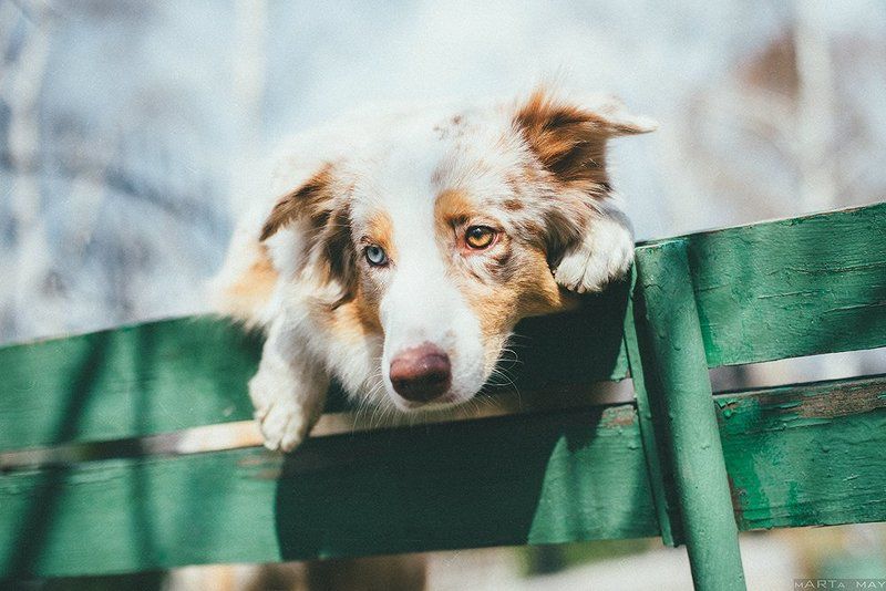 собака, австралийская овчарка Молли фото превью