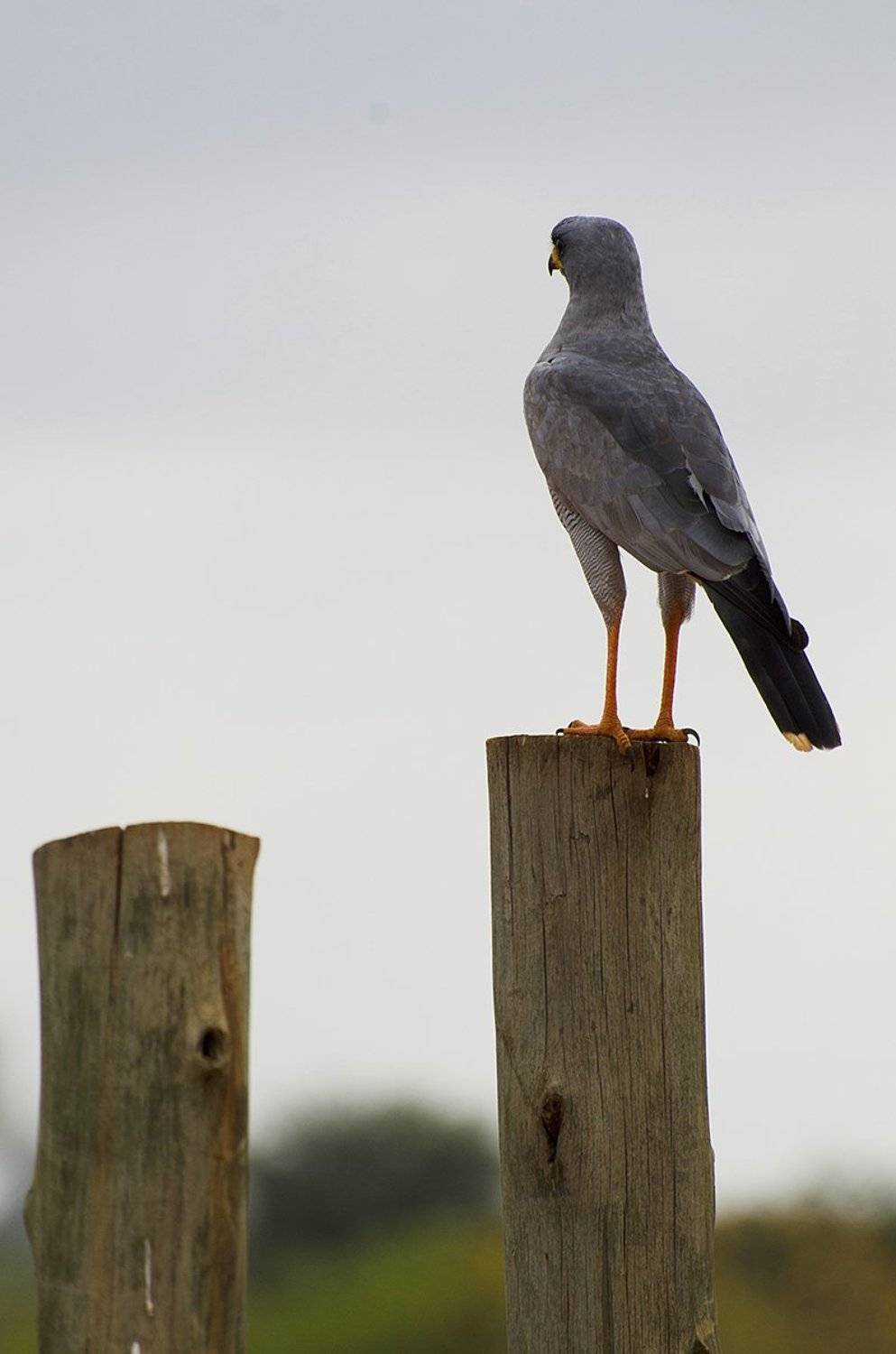 хищник, птица, сафари, африка, кения, Марина Мудрова