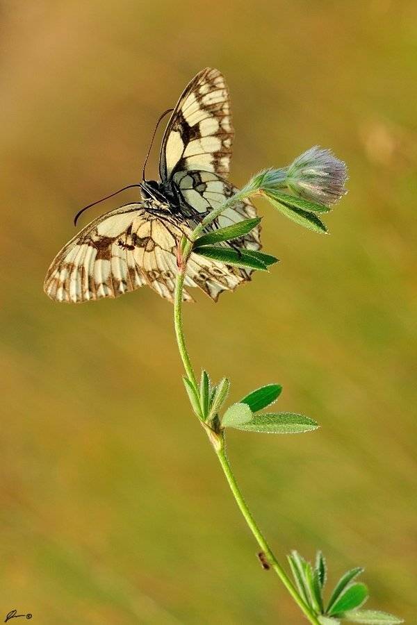 Butterfly, Insect, Macro, Makro, Nature, Mariusz Oparski