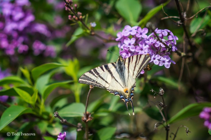 Macro Макро фото превью