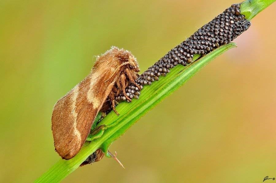 Butterfly, Insect, Macro, Makro, Nature, Mariusz Oparski