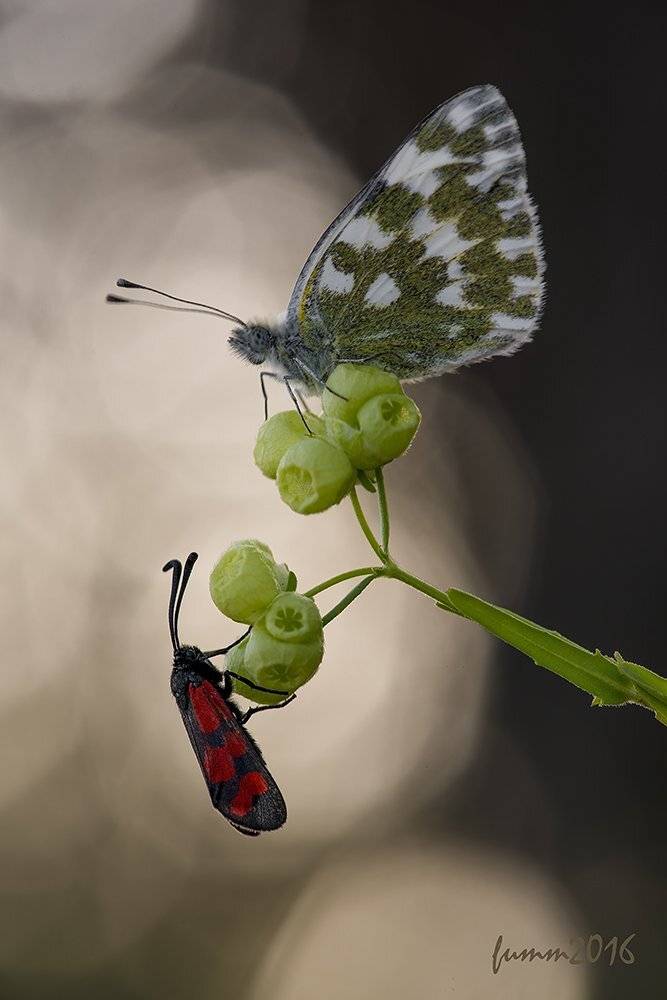 , Игорь ФУММ