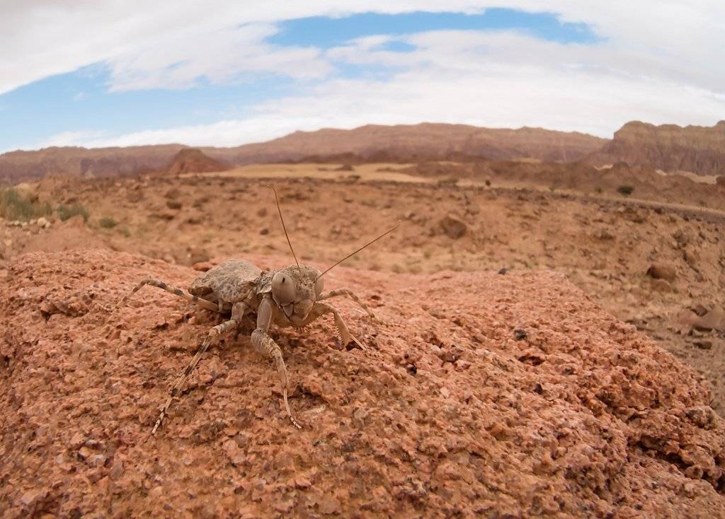 , Валерия Зверева