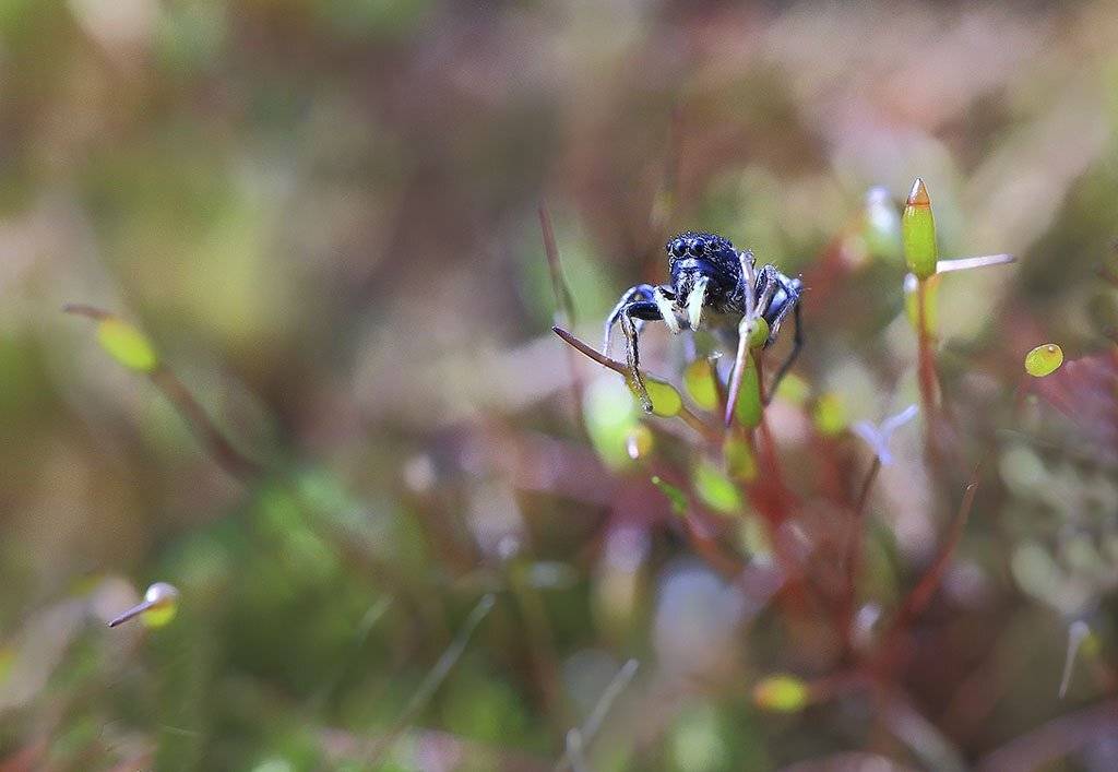 членистоногие, паук, маленький, восемь вооруженных, волосы на теле, рисунок, тельце, глаза, ужас, животный мир, макро, естественно, природа, хищник, один, сезон, жизнь, охота;, Виктор