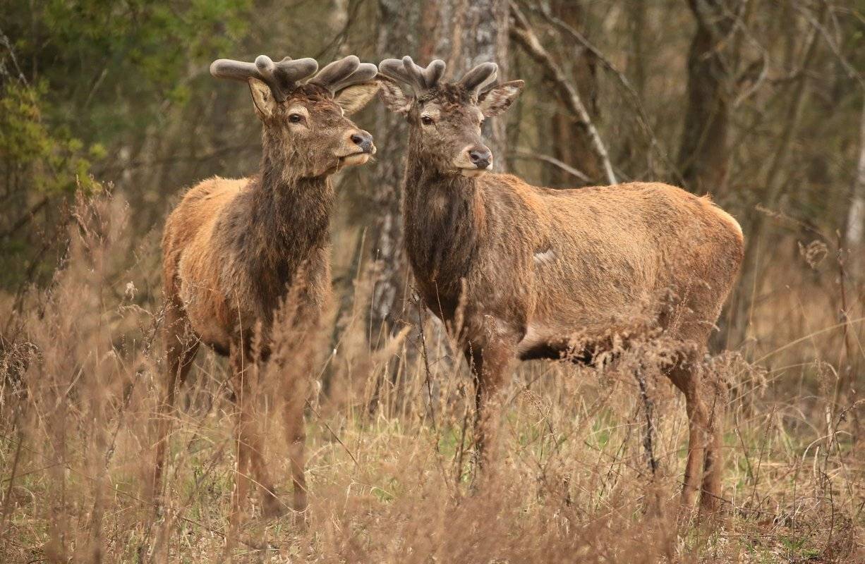 , Андрей Шимчук