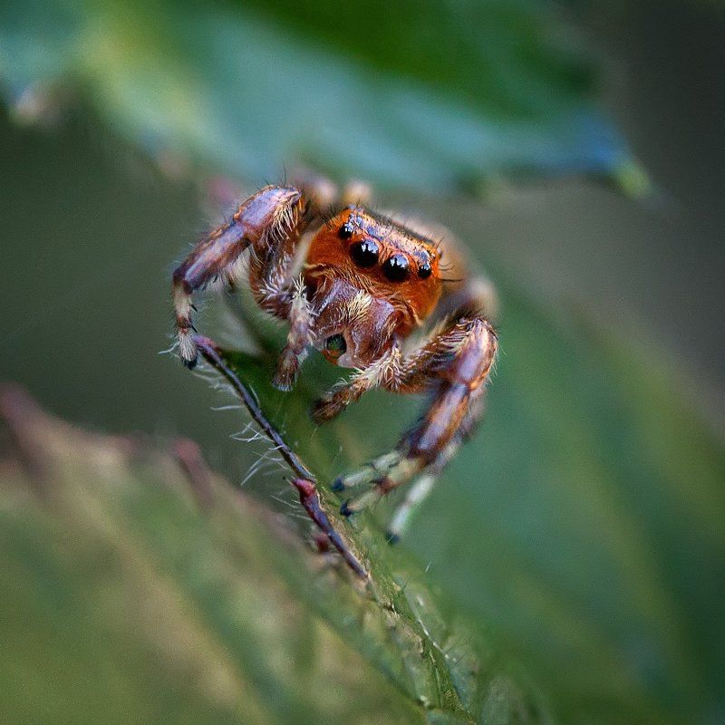 Паук-скакун фото превью