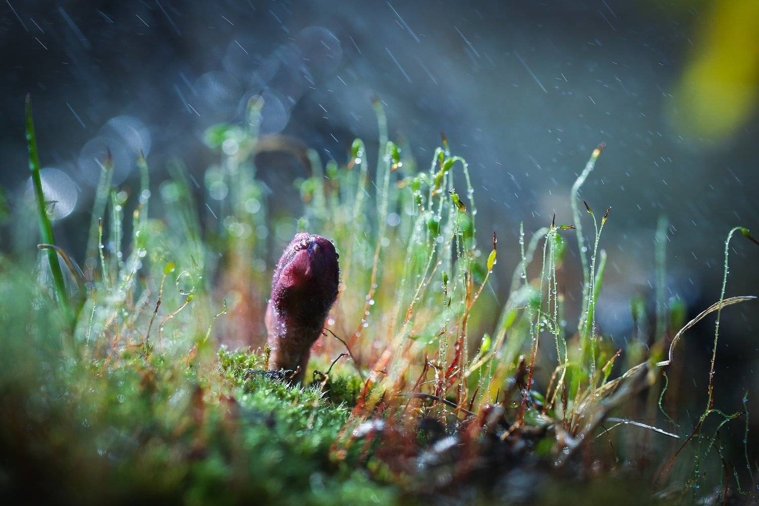 , Татьяна Гасс