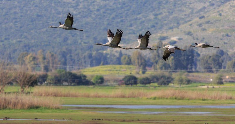 Заповедник Хула фото превью