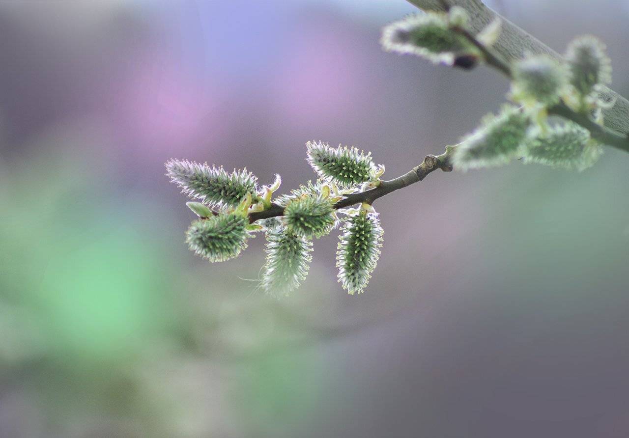 , Парбукова Анна