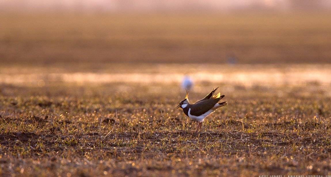 , Алексей Лобанов