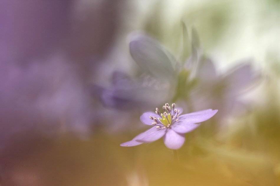 , Иваненко Светлана