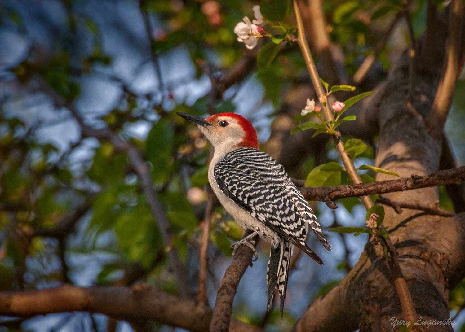 red-bellied, woodpecker, Yury Lugansky