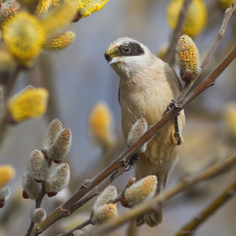 Верба, Ремез Ремез на вербе. фото превью