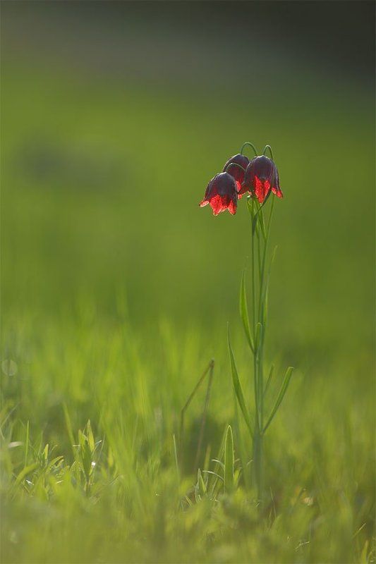 Торшерчик фото превью