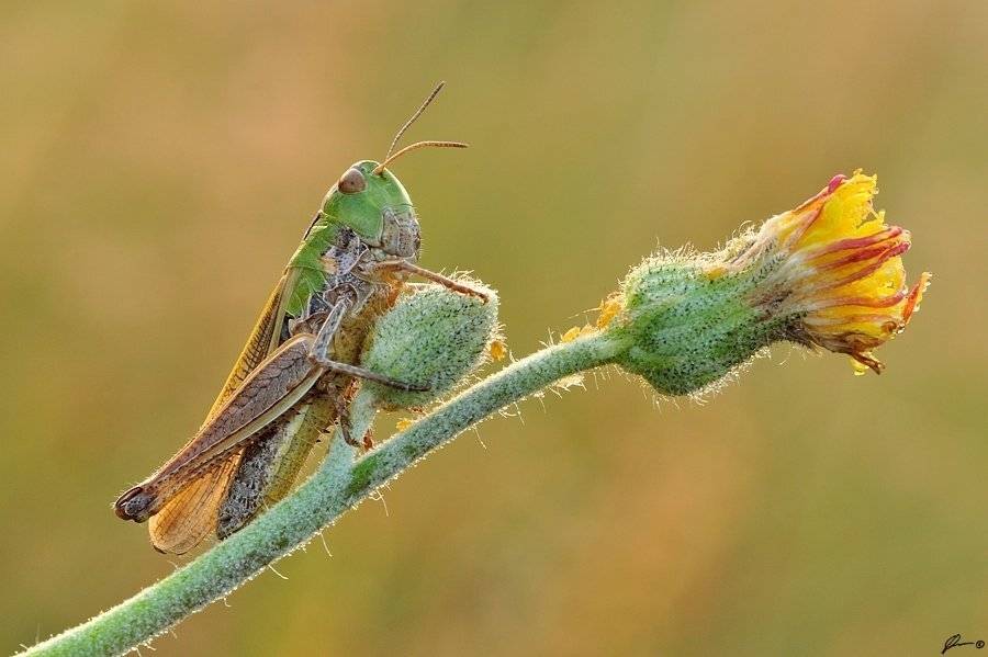 Insect, Macro, Makro, Nature, Mariusz Oparski