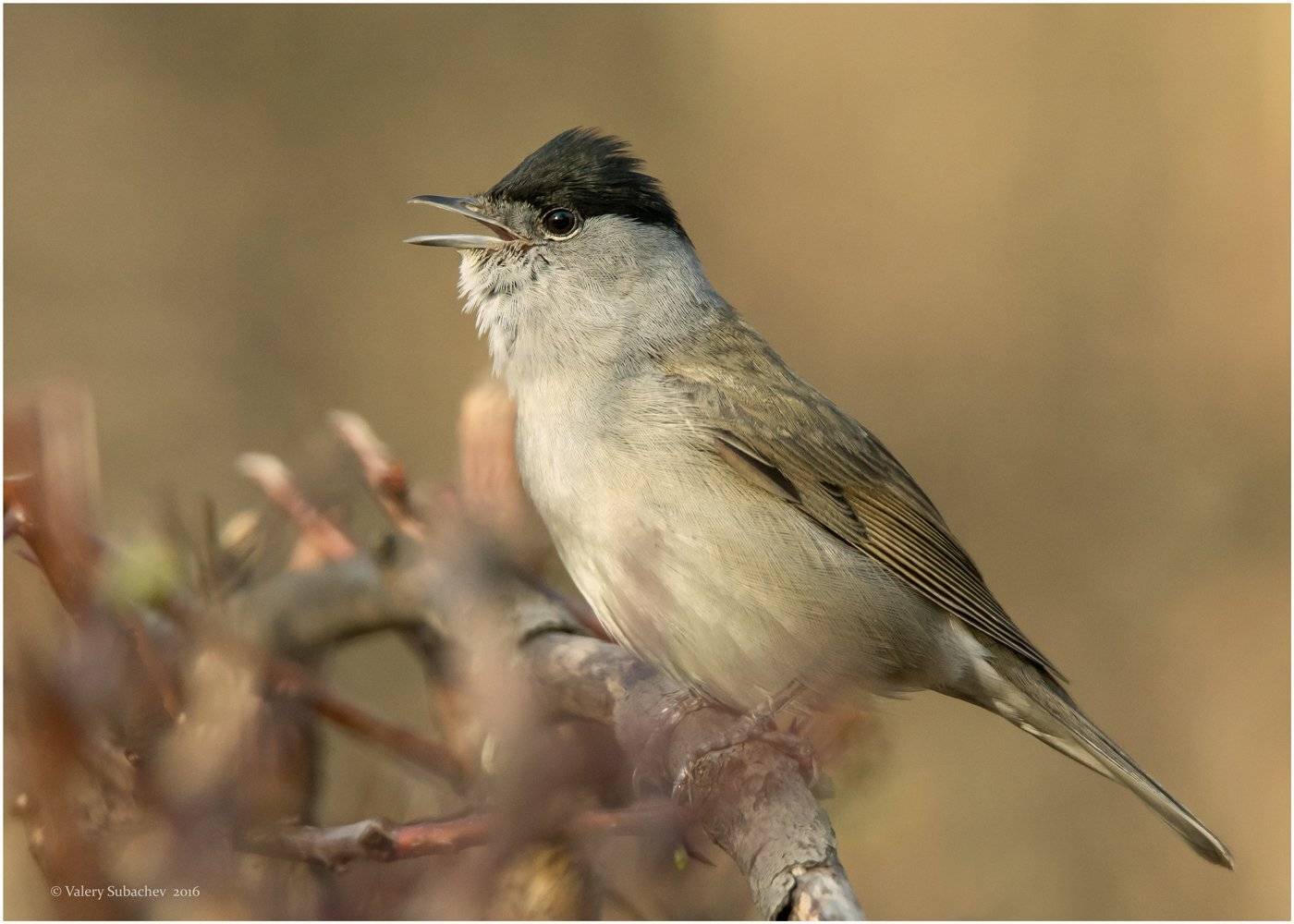 Апрель 2016, Парк сокольники, Славка черноголовка, Валерий Субачев