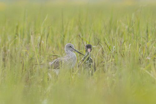 Common Greenshank