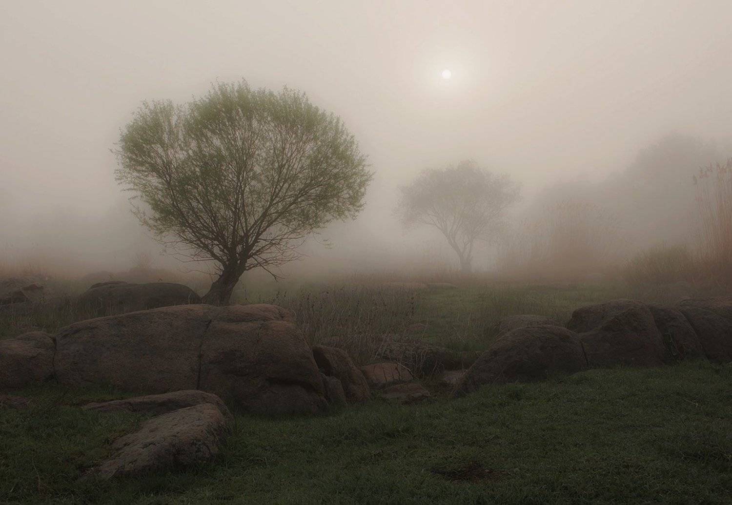 Утро. Туман. Деревья., Александр Игнатьев