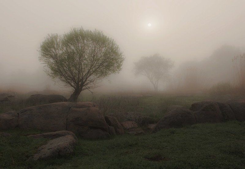 Утро. Туман. Деревья. Утро Бугского Гарда. фото превью