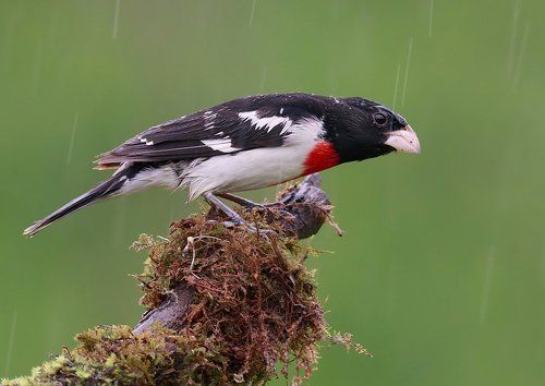 Красногрудый дубоносовый кардинал - Rose-breasted Grosbeak