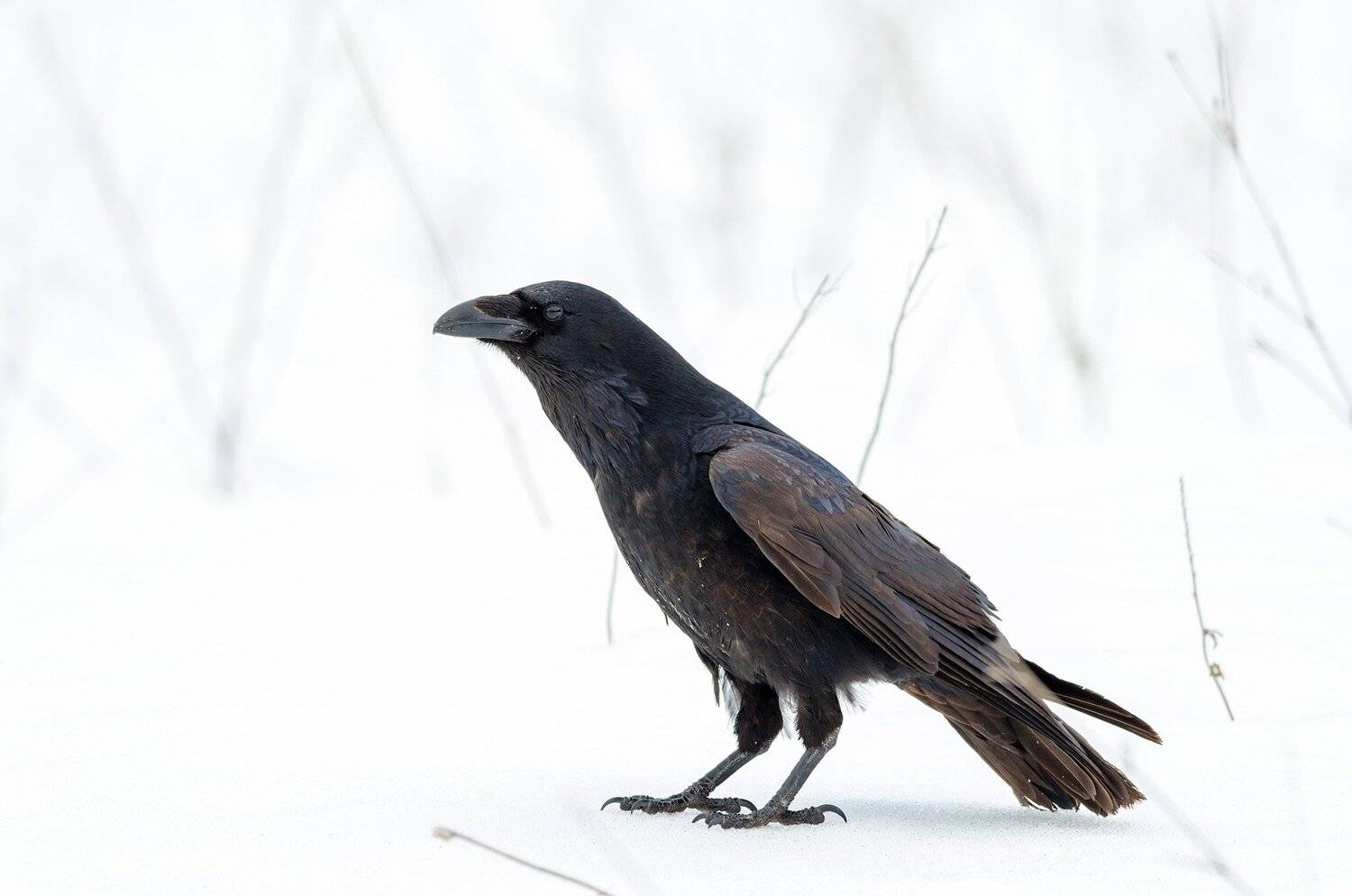, алексей овчинников