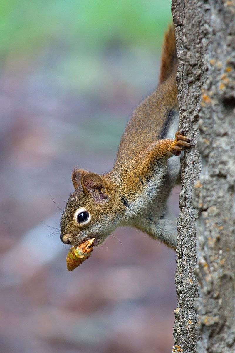 Белка, Животные, Природа, Шишка, Елена Соловьёва