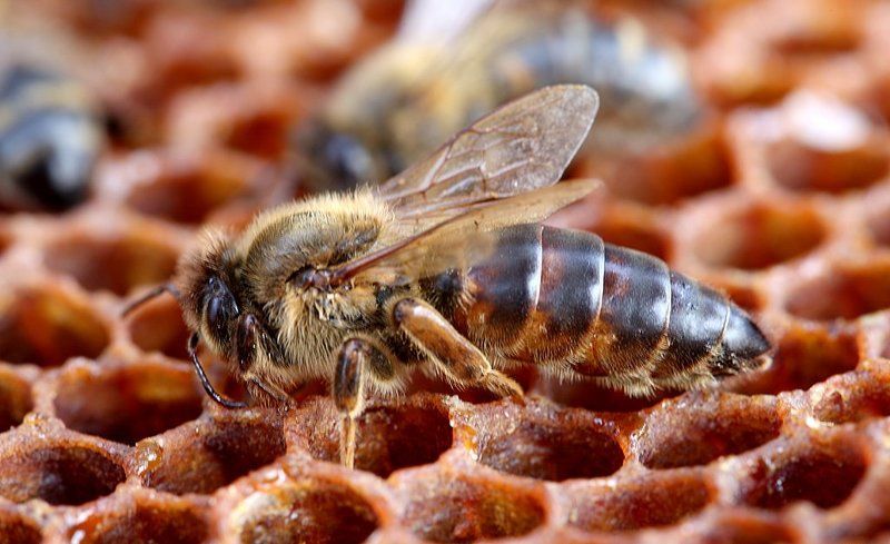 Главная пчела фото превью