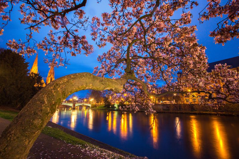 flower,tree,river,city,night Beauty Of The Night фото превью