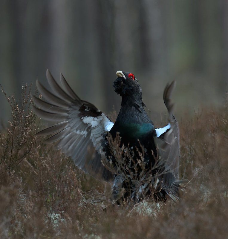 * * * фото превью