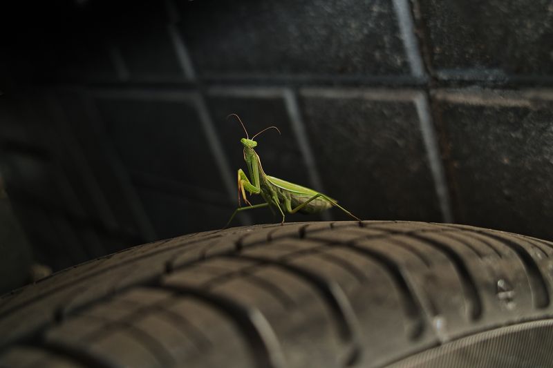 bug, auto, car, macro, wheel, mantis, religiosa, insect, beetle, green, protector, tire, tyre, black, travel, rubber, stone, pavement, roadway, street, road, greeting, live, portrait, yellow, predator, foveon, sigma, dp2, 50mm Hello! фото превью