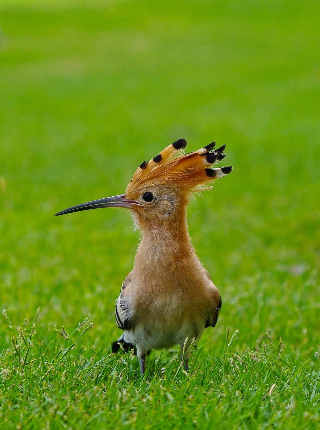 Animals, Birds, Jacek