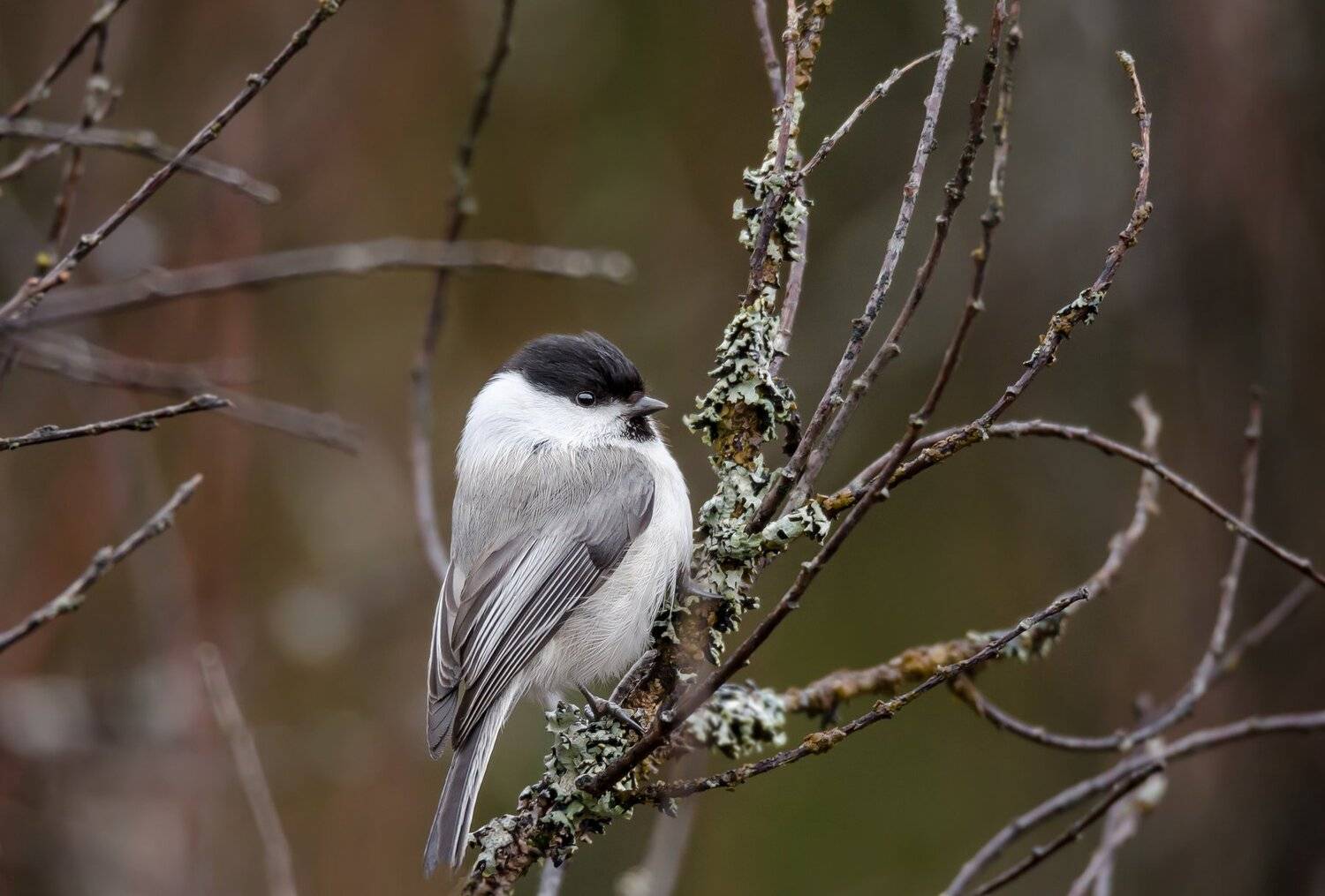 Верховое болото, Весна, Ветви, Ветки, Гаичка, Голос, Птица, Серый, Тверская область, Центрально-лесной заповедник, ЦЛГЗ, Ксения Соварцева